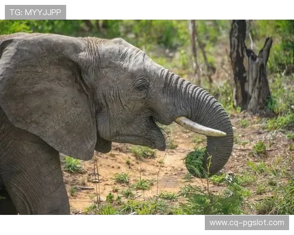 《探讨游戏中只有20针的设计限制对游戏体验和玩法的影响》